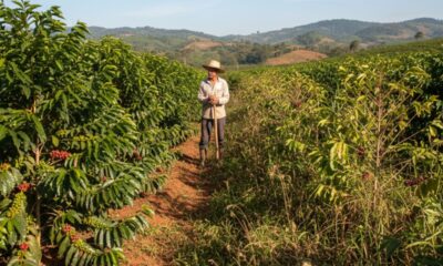 A chuva que chegou na hora errada: como o clima está afetando o preço do café brasileiro