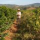 A chuva que chegou na hora errada: como o clima está afetando o preço do café brasileiro