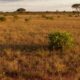 Cerrado guarda plantas centenárias sob o solo, revela estudo científico