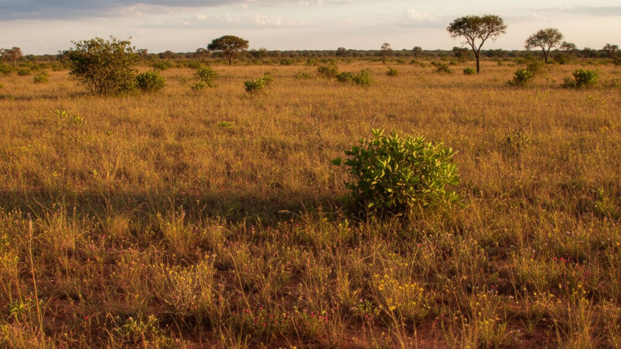 Cerrado guarda plantas centenárias sob o solo, revela estudo científico