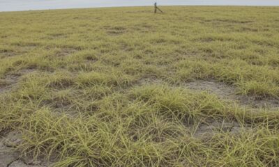 Projeto de Lei nº 594/2025, sobre plantas tóxicas em áreas de uso coletivo, avança na Câmara Municipal de São Paulo