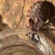 Saúde reforça prevenção contra o bicho-barbeiro e destaca avanço na notificação da doença de Chagas