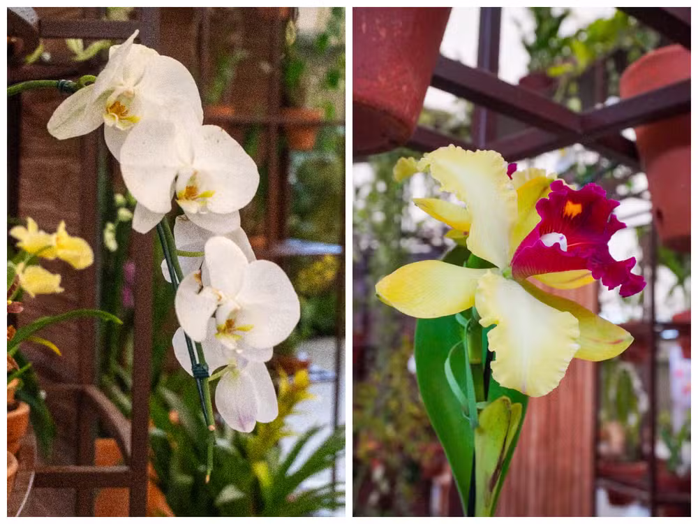 Parque Villa-Lobos ganha novo fôlego com reabertura do Orquidário Ruth Cardoso