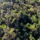 Lei Florestal do Paraná: Estado propõe modernização após 30 anos de vigência