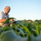 Copel Agro: distribuidora lança programa exclusivo para produtores eletrointensivos com atendimento 24h e equipes dedicadas no Paraná