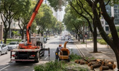 Lei de poda de árvores redefine regras e pode aquecer mercado de manejo urbano