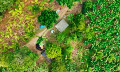 Banana irrigada de Bom Jesus da Lapa entra no mapa das Indicações Geográficas