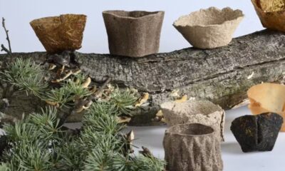 Vasos biodegradáveis eliminam plástico com matéria-prima que sairia do lixo