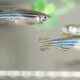 Biotério de zebrafish em Botucatu amplia capacidade científica da Unesp e abre nova fase nos testes toxicológicos