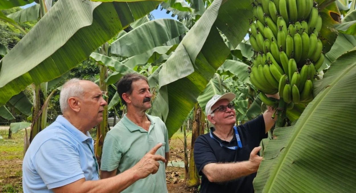 Banana Ambrosia: a cultivar nanica que chegou ao mercado após 20 anos de pesquisa e muda o patamar da bananicultura capixaba