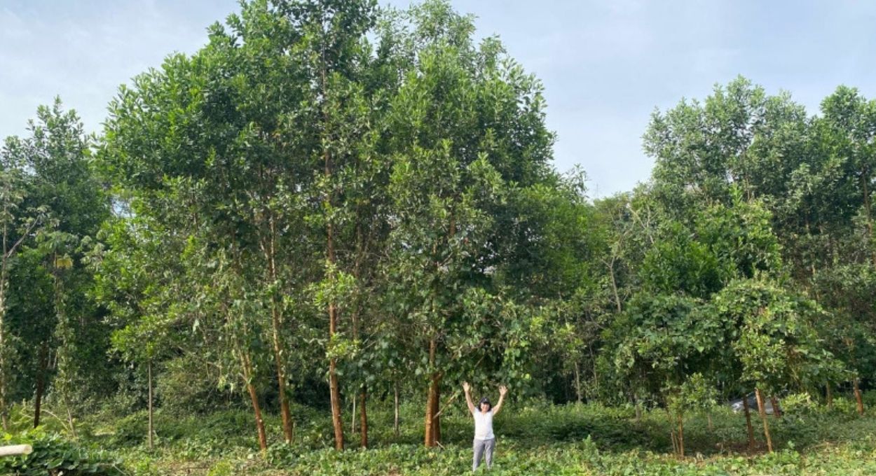 Ipê-roxo cresce 88% mais com terra preta da Amazônia: o que os fungos do solo têm a ver com isso