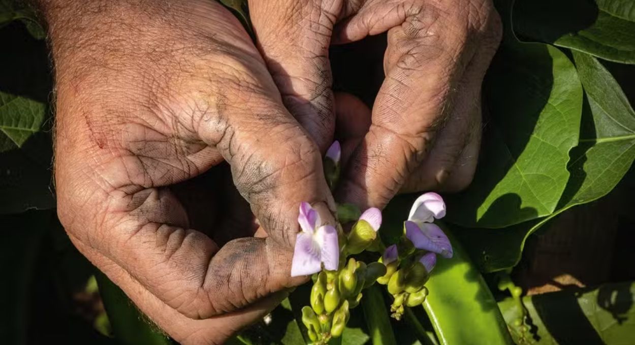Solo, rio e produção: a agrofloresta que está reconstruindo o Vale do Taquari após as enchentes de 2024