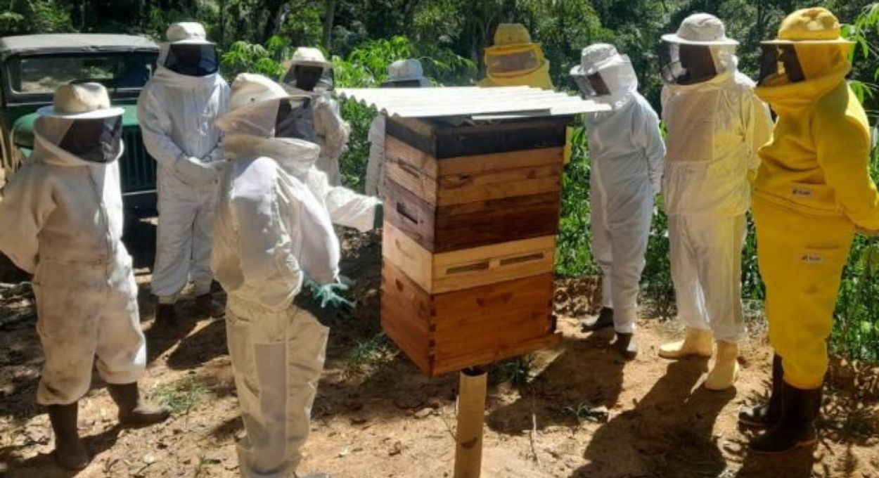 Santa Catarina instala URTs apícolas e aposta na qualificação para manter liderança em produtividade de mel