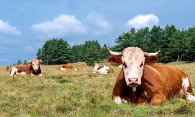 Com o Tecpar, Paraná será polo de produção de insumos para a saúde animal do Brasil