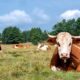 Com o Tecpar, Paraná será polo de produção de insumos para a saúde animal do Brasil