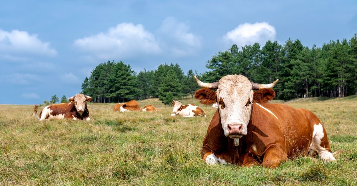 Com o Tecpar, Paraná será polo de produção de insumos para a saúde animal do Brasil