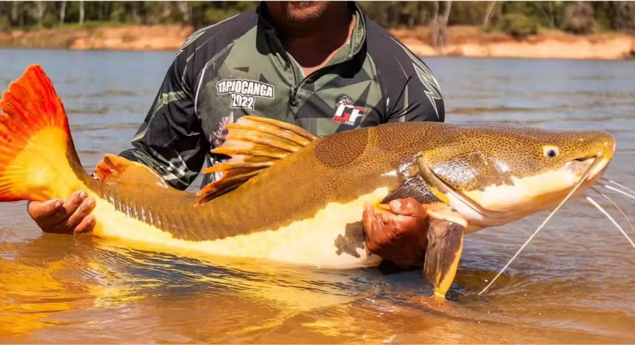Bagres gigantes e ariranhas ganham proteção internacional aprovada na COP15