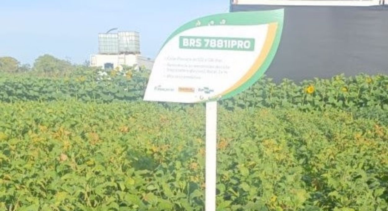 Embrapa Cerrados apresenta cultivares de soja na Passarela 2026, na Bahia