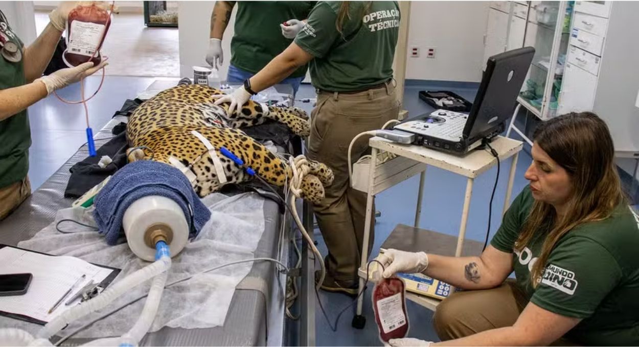 Onça-pintada doa sangue para salvar outra da mesma espécie em procedimento inédito no Brasil