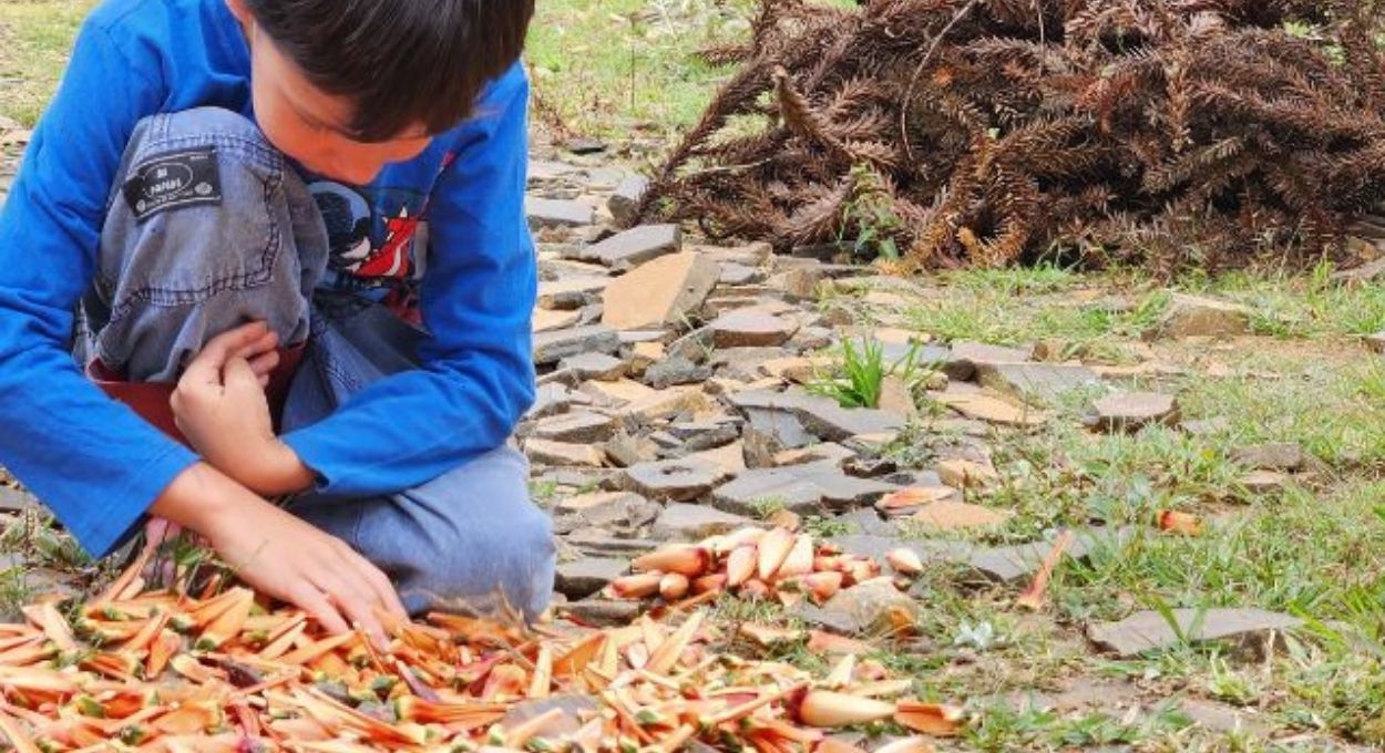 Temporada do pinhão abre com safra reduzida no RS e famílias extrativistas sentem o impacto direto na renda