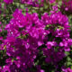 Bougainvillea não perdoa descuido — e é por isso que ela é tão especial