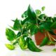 Jiboia: a planta resistente que transforma qualquer ambiente