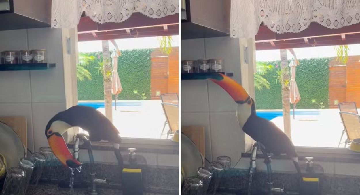 Tucano invade cozinha em Três Lagoas, bebe água da torneira e conquista a internet