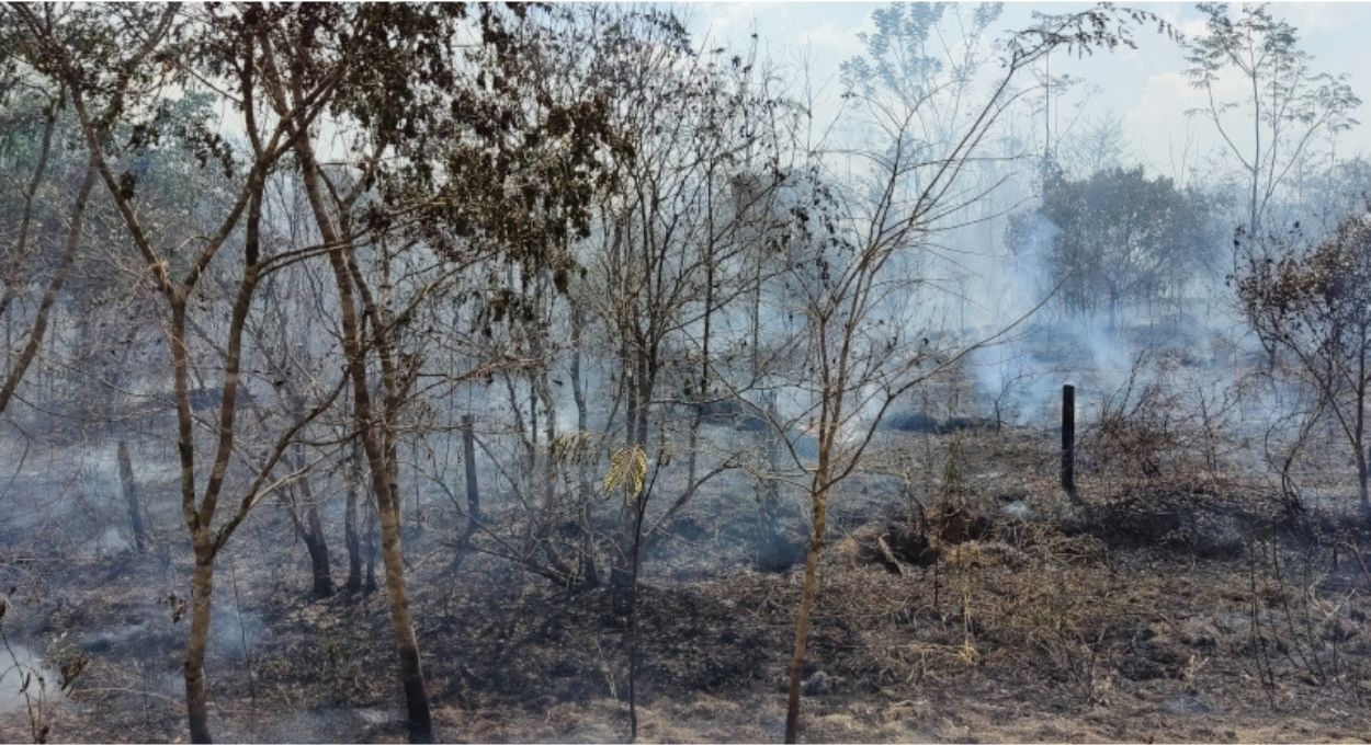 A Amazônia que seca mais rápido do que o previsto