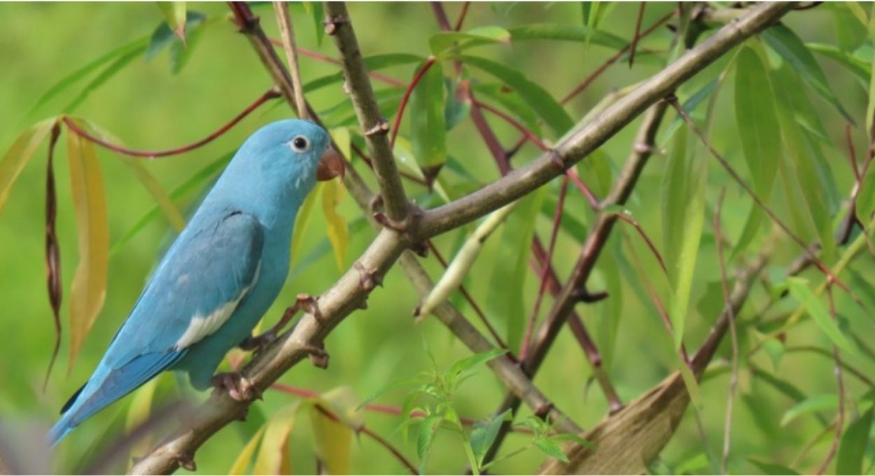 Periquito azul no Tocantins: o registro raro que revela como uma mutação genética transforma a cor de uma ave silvestre