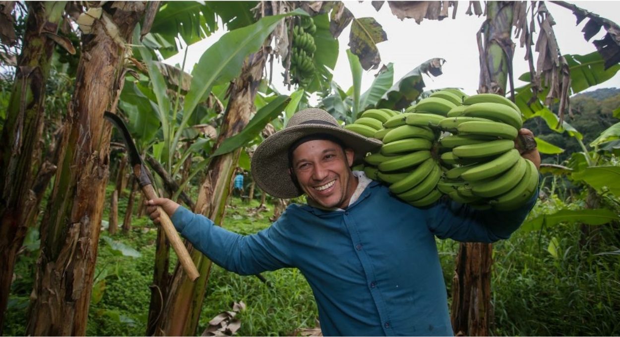 Com banana do Vale do Ribeira, agro de São Paulo soma dez Indicações Geográficas reconhecidas pelo INPI