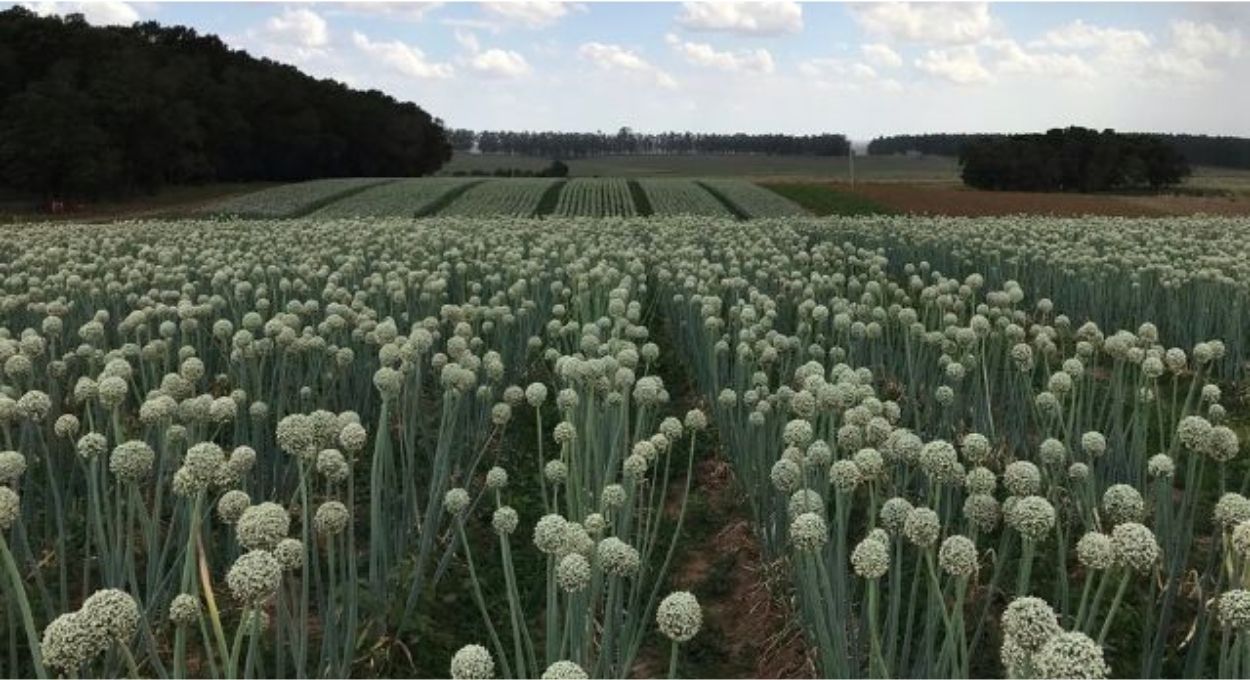 Melhoramento genético da cebola ganha cultivar híbrido adaptado ao clima úmido de Santa Catarina