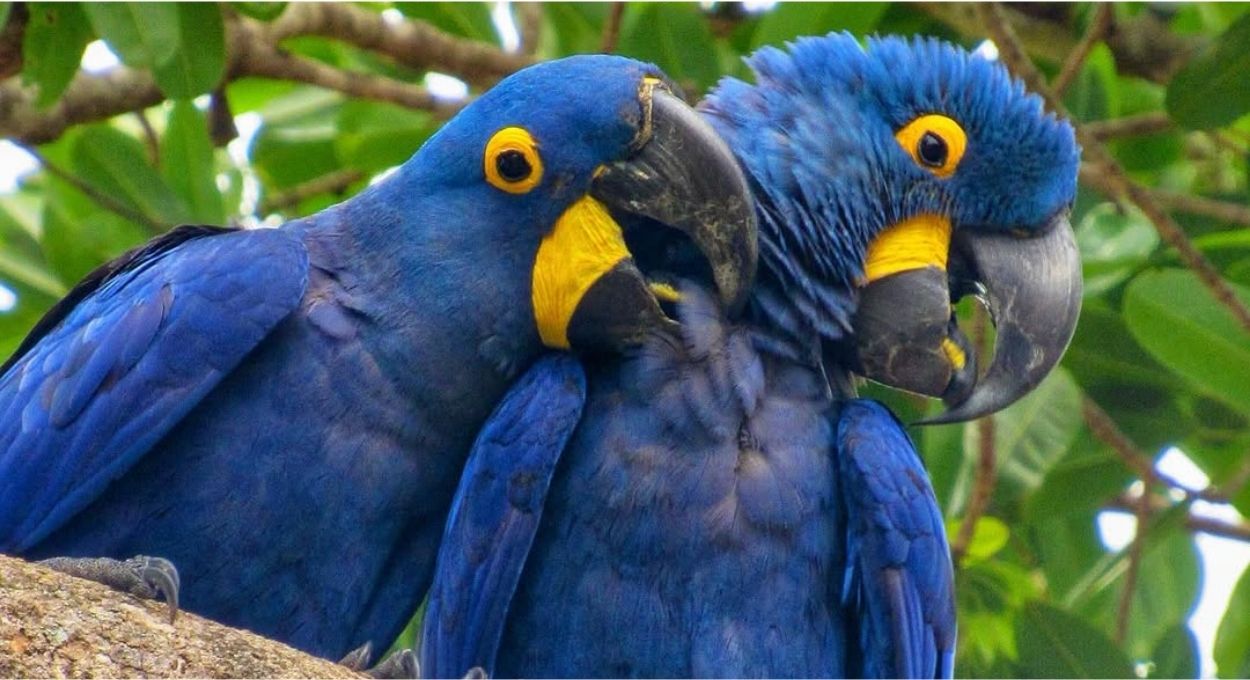 A arara-azul entrou, nove espécies sumiram para sempre: o que mudou na nova lista de animais ameaçados do Brasil
