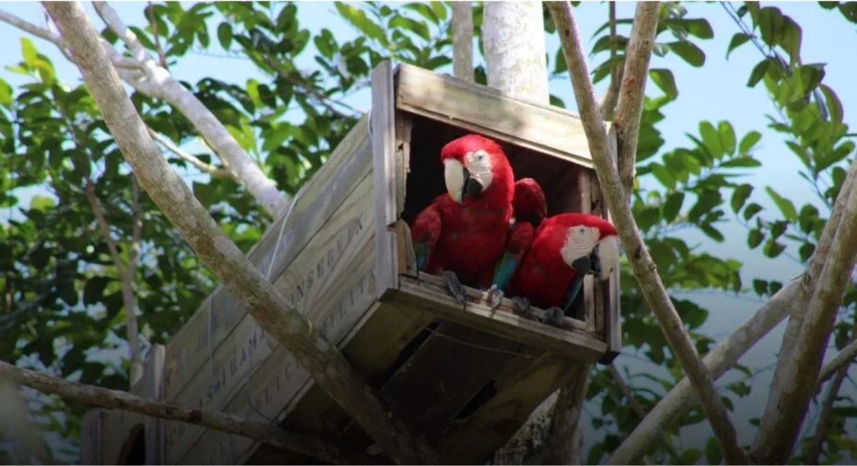 Dois filhotes e 200 anos de ausência: a arara-vermelha-grande volta a nascer na Mata Atlântica