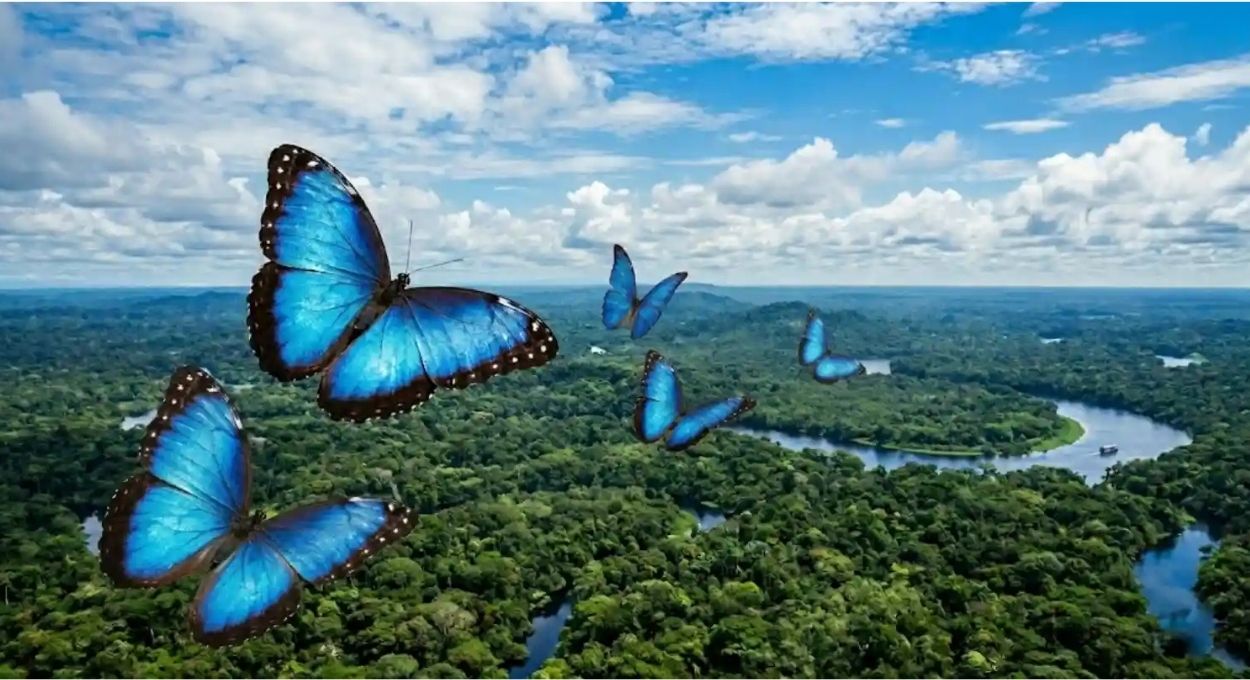 Morpho azul: a borboleta da Amazônia que usa física quântica para enganar predadores