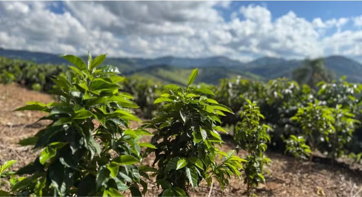 Ancestral do arábica, o Coffea eugenioides rende apenas 2 sacas por hectare e é vendido a R$ 90 mil em Minas Gerais