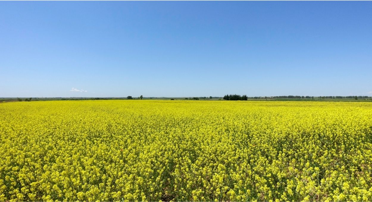 Segunda safra de canola entra na rota do combustível de aviação com potencial de reduzir emissões em 55%