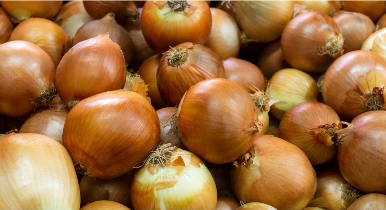 Cebola orgânica: curso gratuito da Epagri ensina do preparo do canteiro ao controle do tripes sem agrotóxico