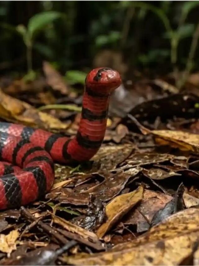 cropped-cobras-duas.jpg