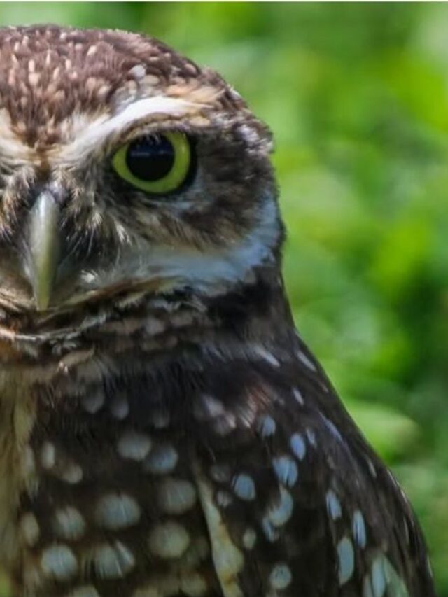 cropped-coruja-buraqueira.jpg