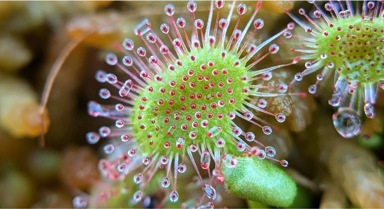 A carnívora brasileira que ninguém conhece: a Drosera usa armadilha de açúcar e dissolve insetos de dentro para fora