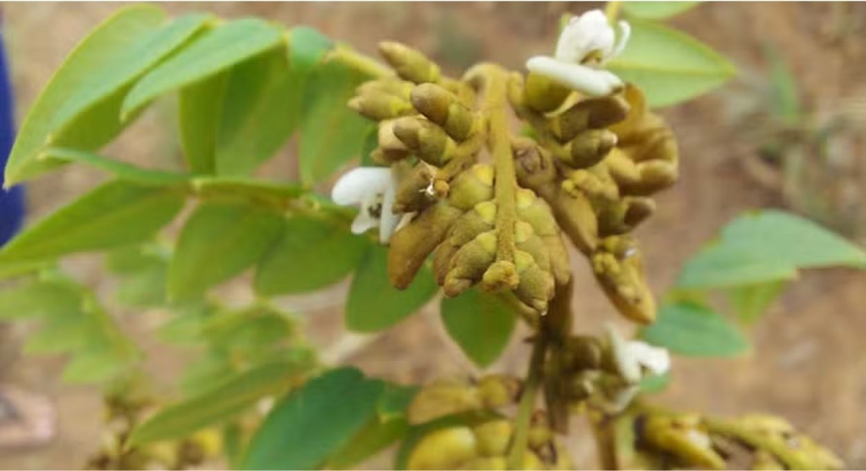 Nova espécie da Caatinga leva nome de Niède Guidon e amplia mapa botânico do semiárido