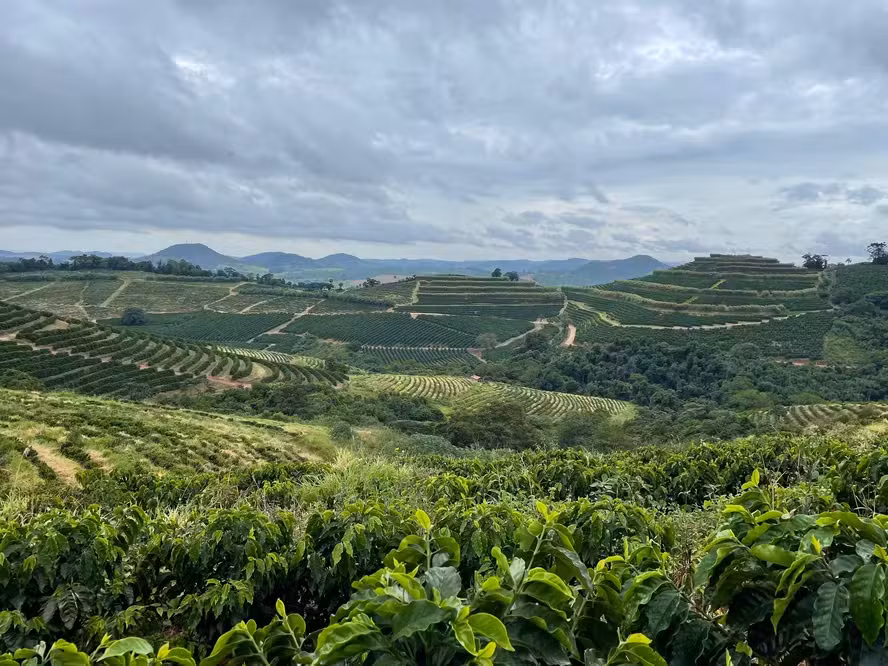 Cafeicultura e carbono: plataforma gratuita da Unicamp permite ao produtor medir emissões e identificar ganhos de gestão