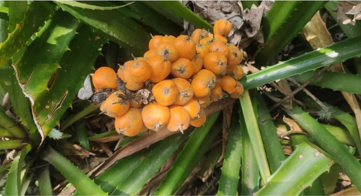Gravatá: a bromélia nativa que produz frutos comestíveis e tem uso medicinal comprovado na tradição popular