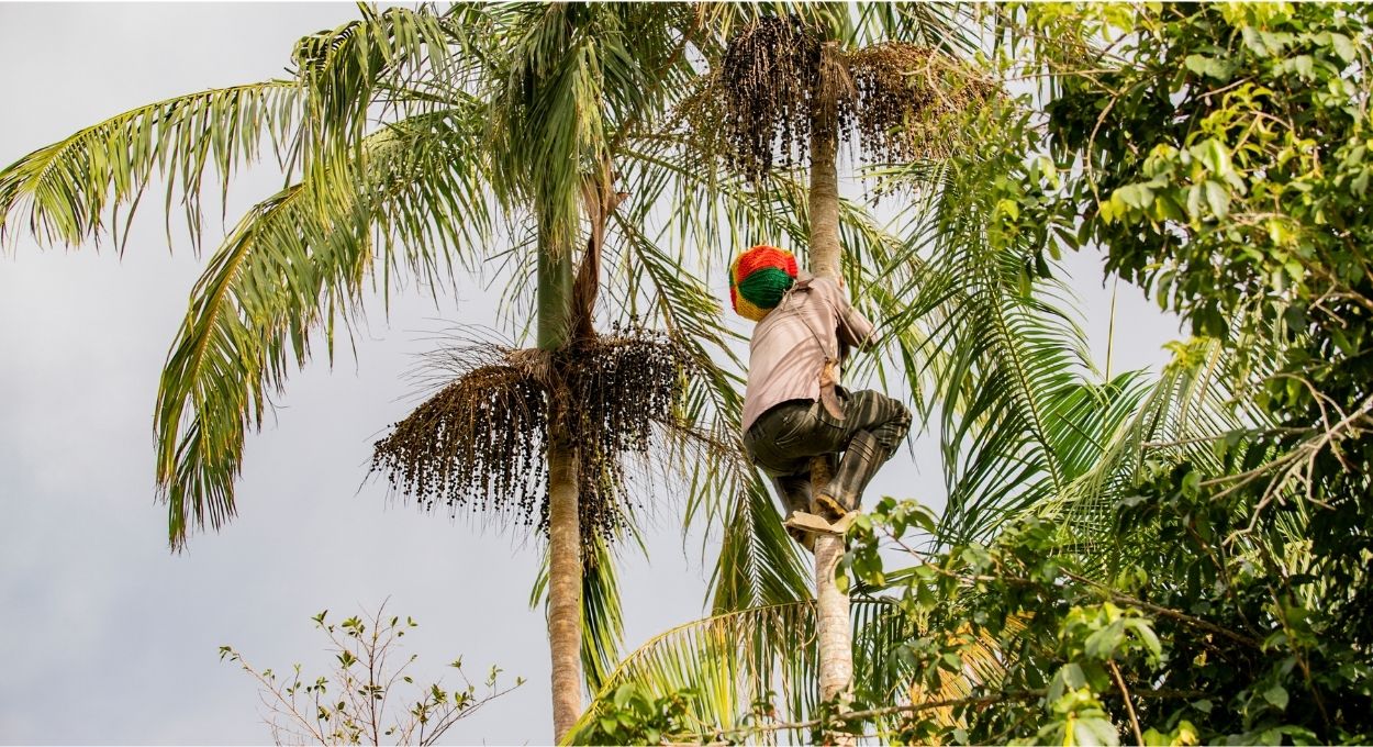 Açaí juçara transforma comunidades caiçaras no Litoral do Paraná em produtoras do fruto nativo da Mata Atlântica