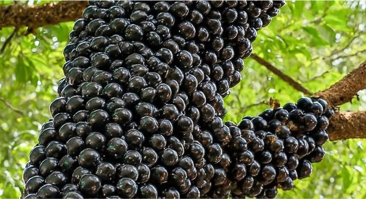 O que sobra da jabuticaba pode valer mais que a polpa: cascas e sementes de frutas nativas surpreendem a ciência