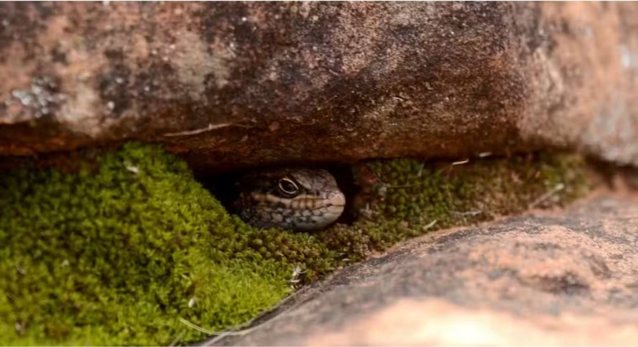 Kungaka: o lagarto mais raro da Austrália tem menos de 20 indivíduos e luta para não desaparecer antes de ser estudado