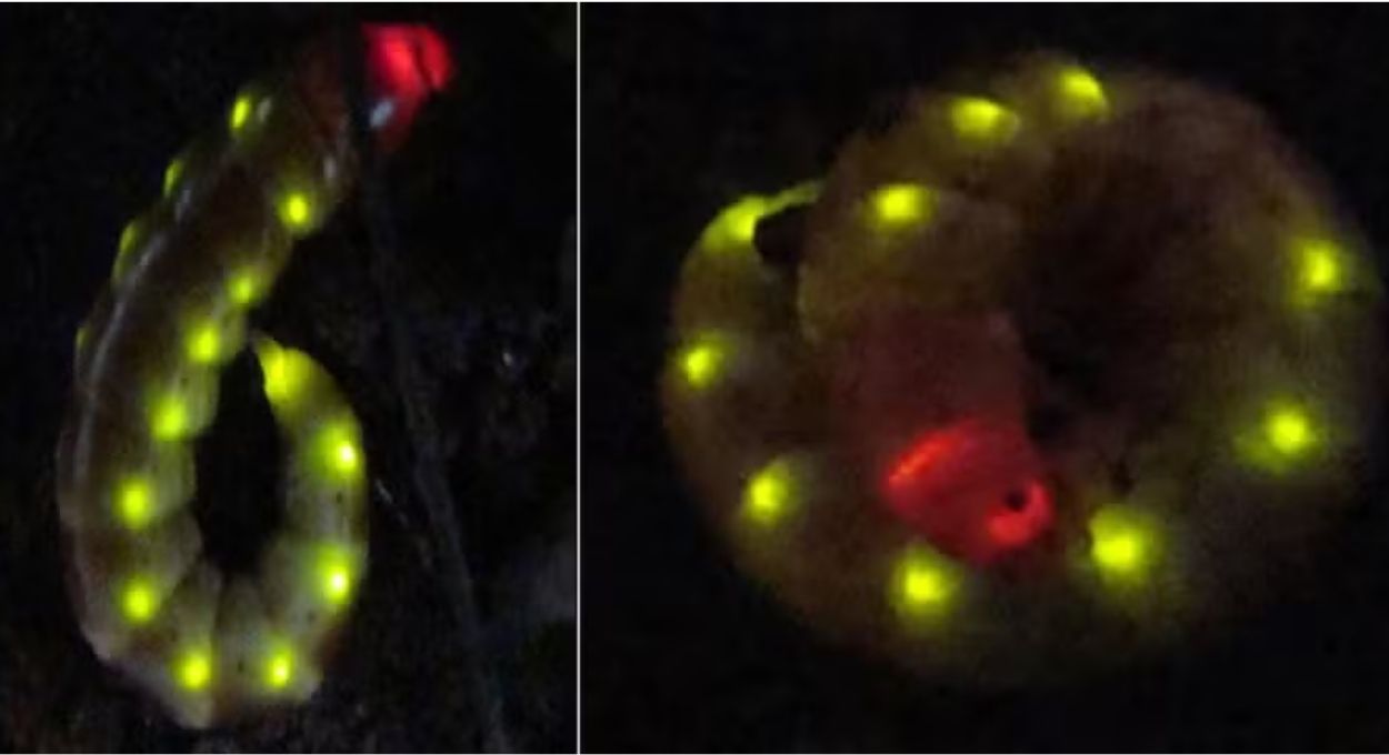 Larva-trenzinho: o inseto brasileiro que inspirou um sistema capaz de detectar câncer e infecções nas camadas mais profundas do organismo