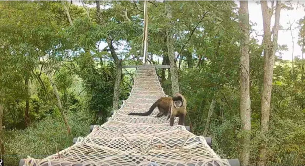 Ferrovias com pontes para a fauna: a solução suspensa que reconecta matas fragmentadas no interior de São Paulo