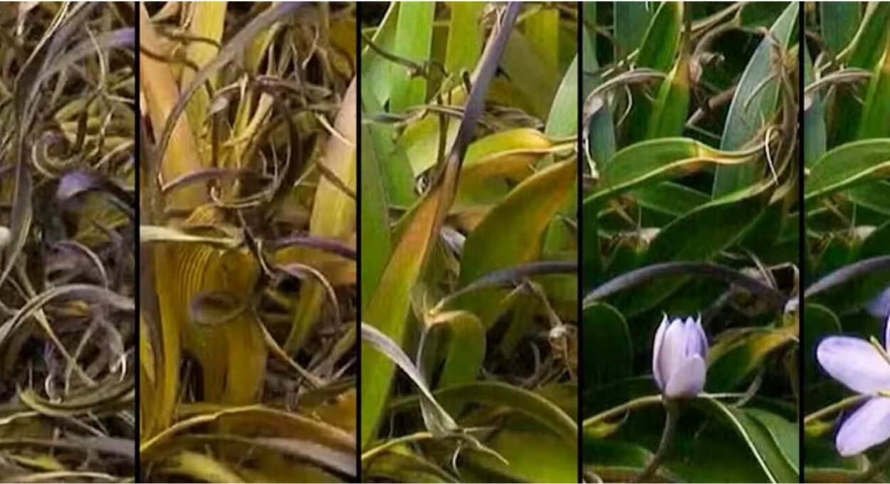 Planta que seca completamente e volta à vida: o mecanismo que pode transformar a agricultura em regiões de seca