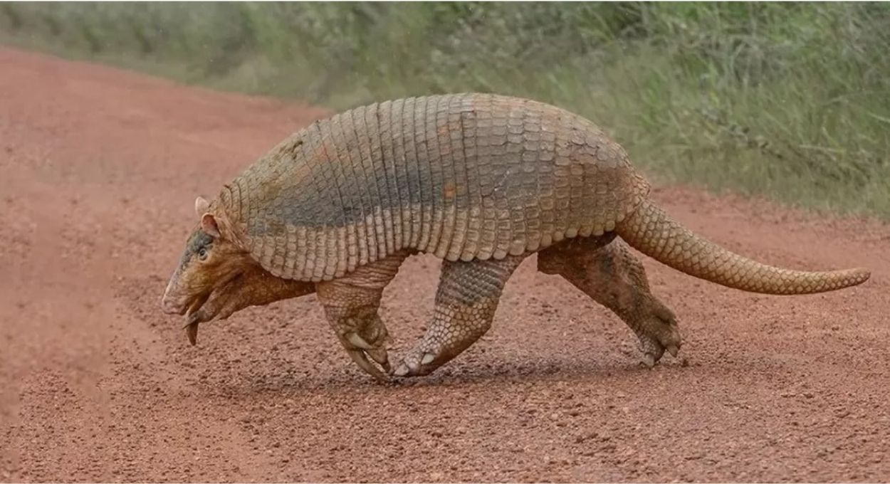 Tatu-canastra melhora infiltração de água em pastagens degradadas e reduz custos de recuperação no Cerrado